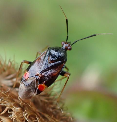 Deraeocoris ruber
